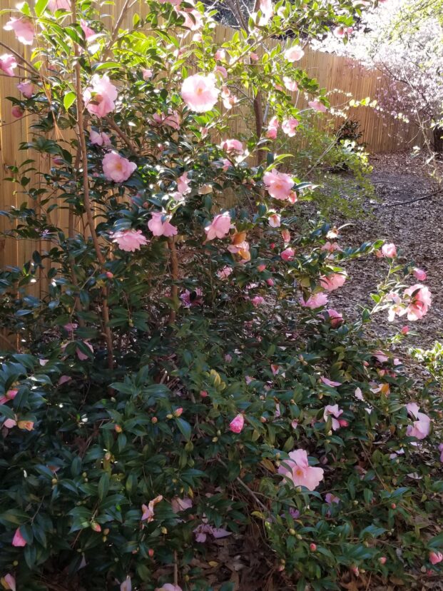 Taylor’s Perfection camellia in bloom.