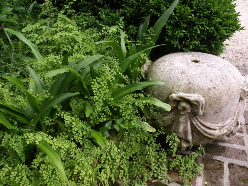 The delicate foliage of Southern maidenhair ferns contrasts well with the bold foliage of Nippon lily (Rhodea japonica).
