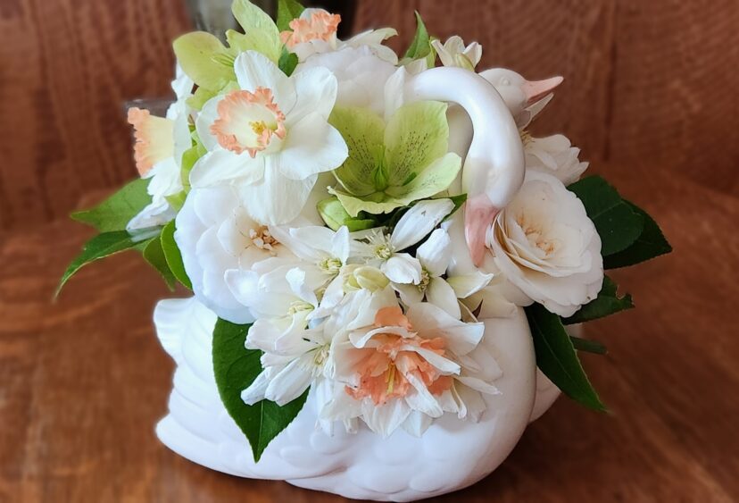 The swan planter was given to me years ago by my mother. I used White Masterpiece Camellias (Camellia japonica ‘White Masterpiece’), Lenten Roses, Armandii Clematis (Clematis armandii), Mrs. R.O. Backhouse (Narcissus ‘Mrs. R.O. Backhouse) and White Lion (Narcissus ‘White Lion’) Daffodils to create this arrangement of white, pale green, and pink hues.