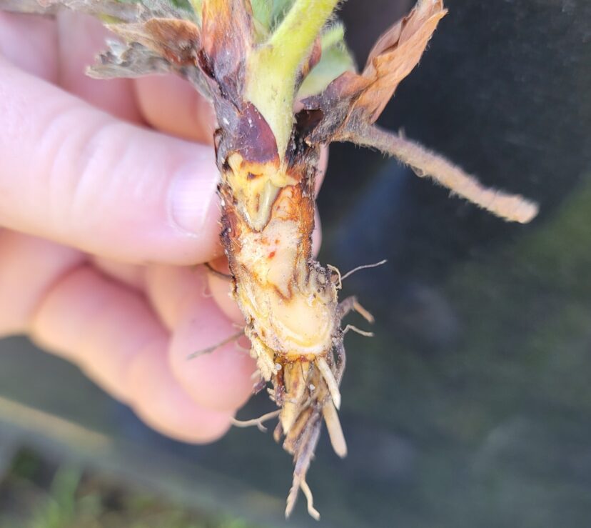 There has been an increase in anthracnose and phytophthora crown rots.