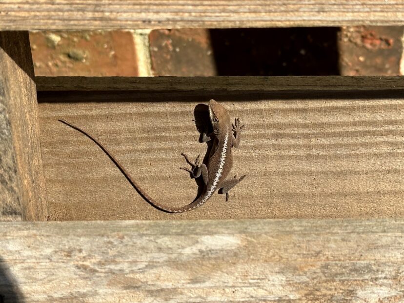 This is an anole, not a snail or slug. You may see anoles "sunning" on warm days. Anoles assist the gardener by eating small slugs and various insects.