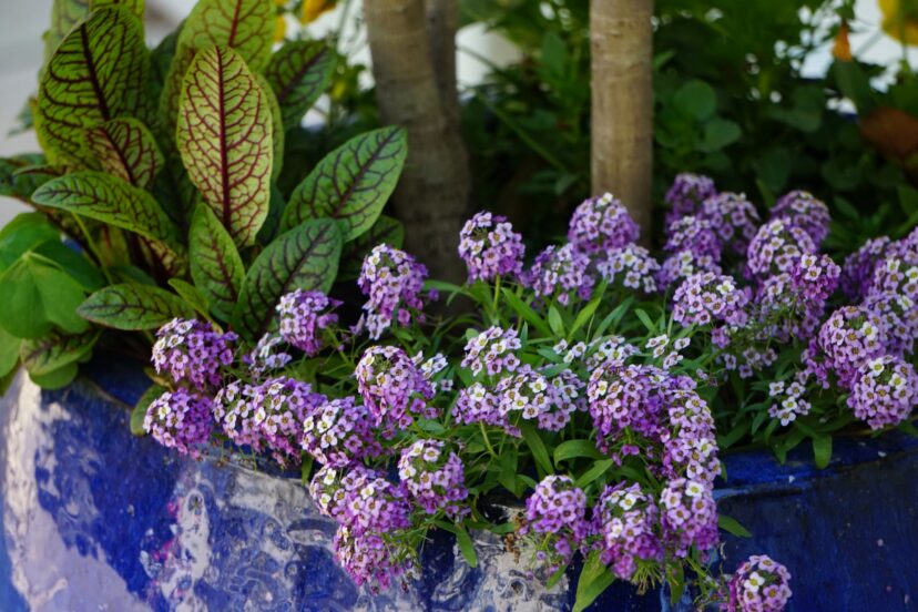 This purple variety of sweet alyssum is planted in a large pot with red-veined sorrel (Rumex sanguineus).