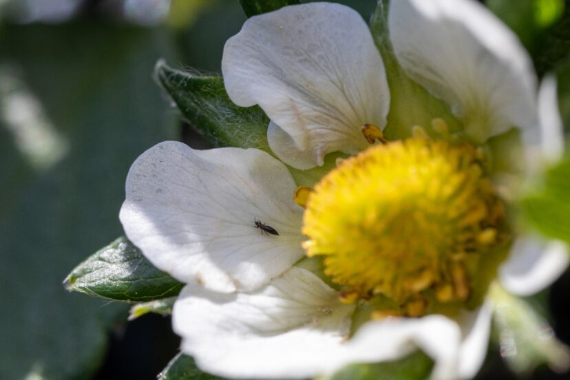 Tobacco thrips (reduced wing form) crawling out of a strawberry flower at Clemson’s Coastal REC in Charleston.