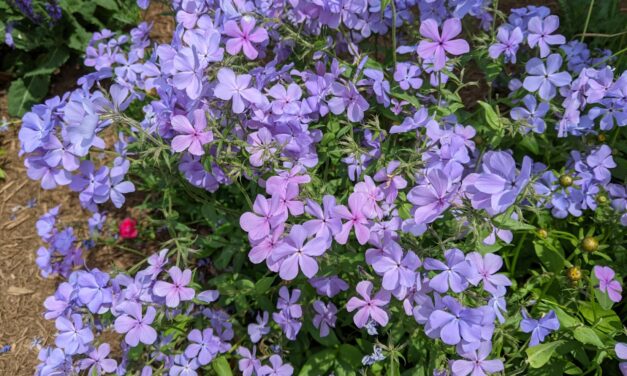 Woodland Phlox