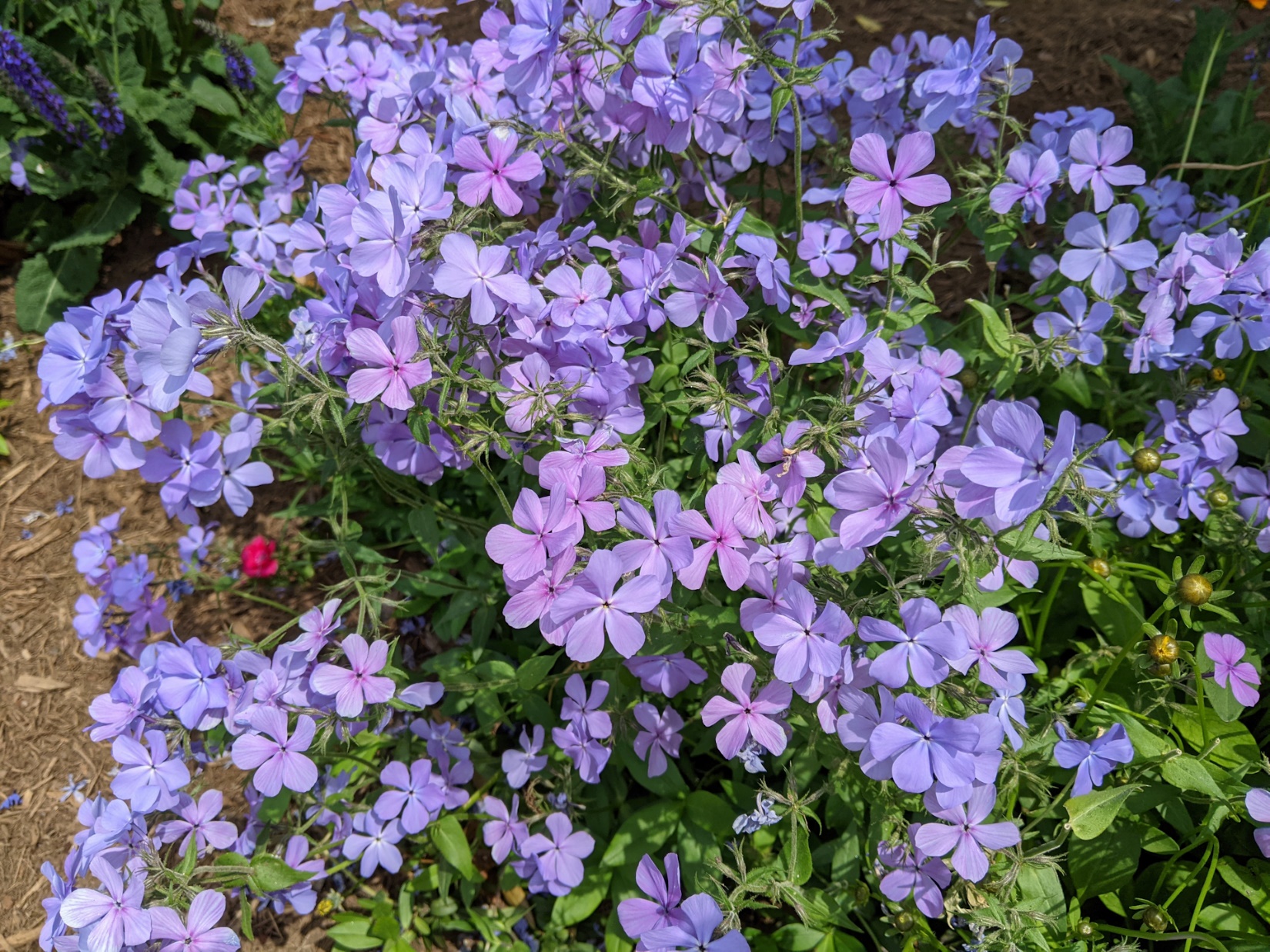 Woodland Phlox | Home & Garden Information Center