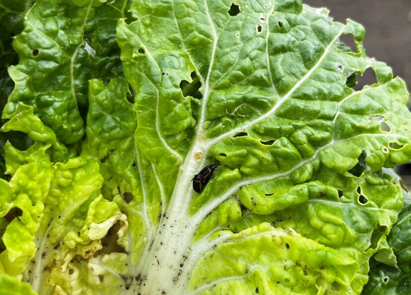 Yellowmargined leaf beetle mating on Chinese cabbage.