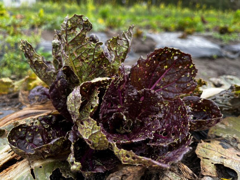Yellowmargined leaf beetle/ vegetable weevil feeding damage on purple mustard.