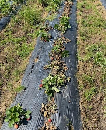Some strawberry fields are getting hit hard with root and crown diseases. (C. Huss)
