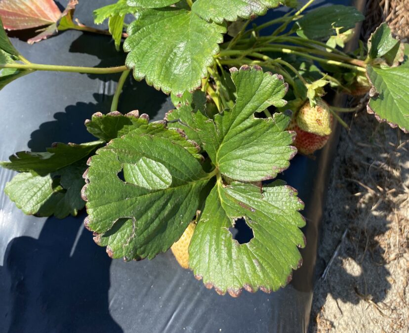 Mild hail damage to the leaves and fruit of this strawberry plant. (B. King)