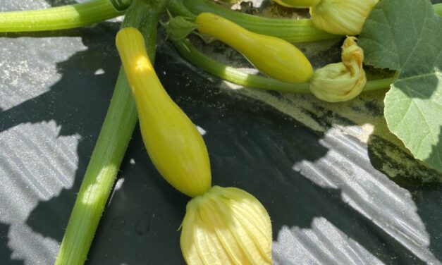 Squash are developing lots of fruit. (B. King)