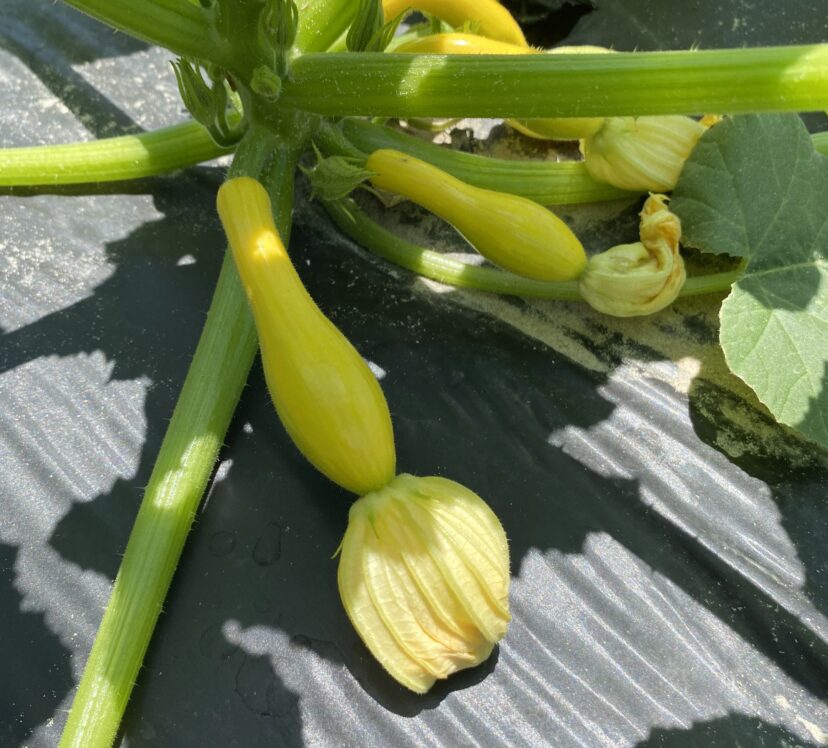 Squash are developing lots of fruit. (B. King)