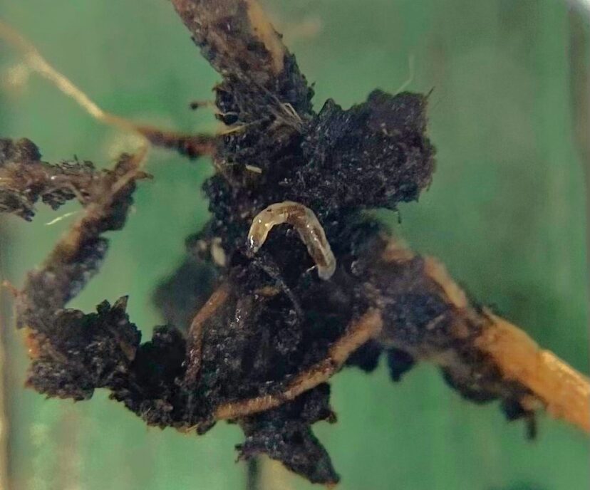 Fungus gnat larva on the roots of a ghost pepper transplant. (B. King)