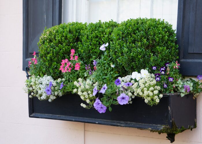 a-charleston-sc-window-box-filled-with-flowers-an A Charleston, SC window box filled with flowers and boxwood.
