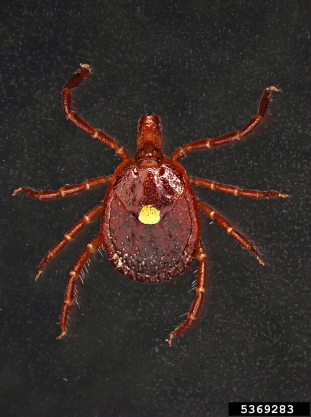 Lone star tick.