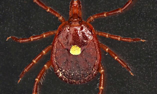 Tick Talk