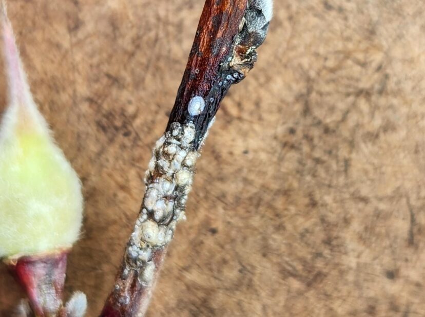 A heavy population of San Jose scale smothering this twig.