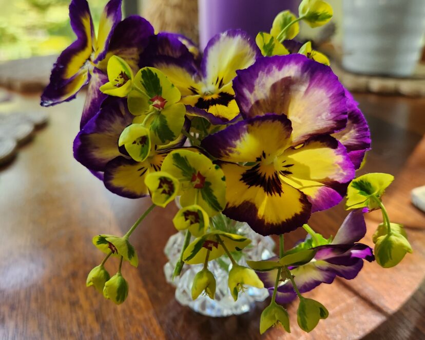 A small vase filled with violas and spurge will create a happy moment on a table.