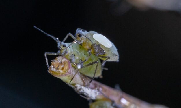 A syrphid fly egg (looks like a grain of rice) laid directly on top of a turnip aphid.