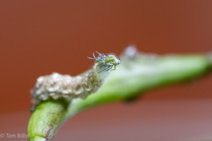 A syrphid fly larva grasping and feeding on a turnip aphid. The aphid is beginning to shrivel from having the contents of its body consumed.