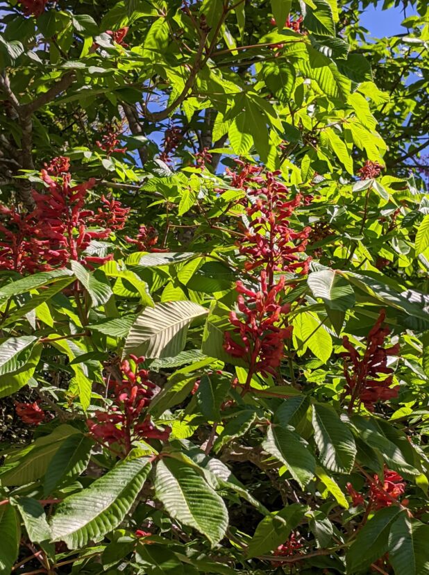Red buckeye (Aesculus pavia).