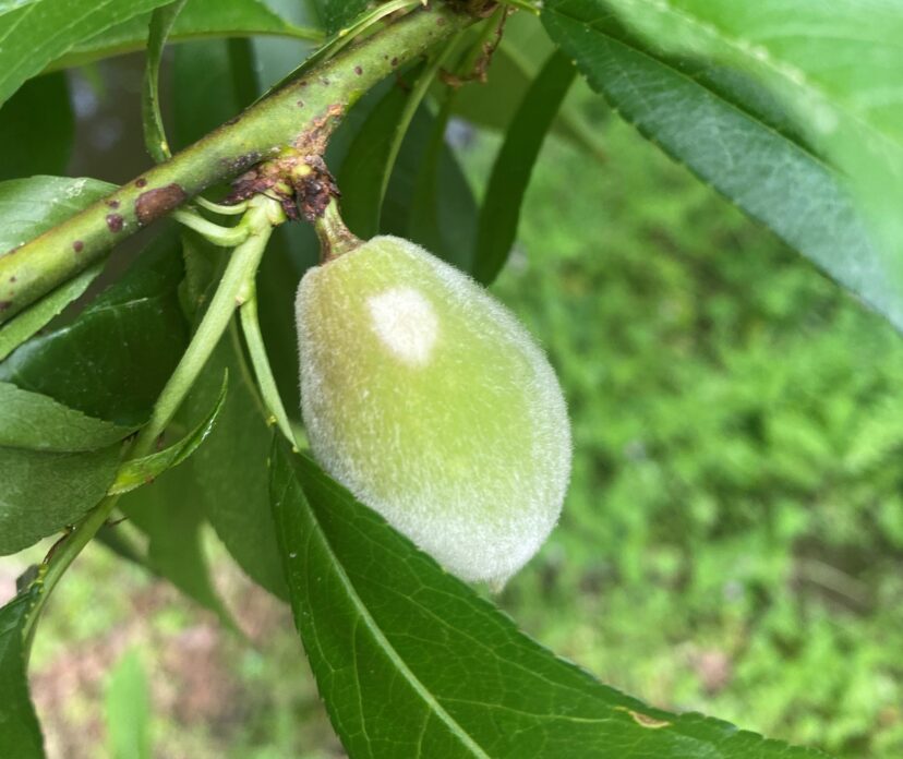 Powdery mildew starting to develop on a young peach. (A. Rollins)