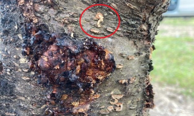 Question of the Week – Ambrosia Beetle