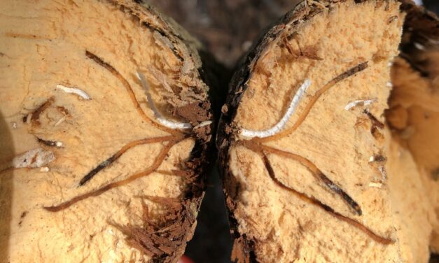 Ambrosia Beetles