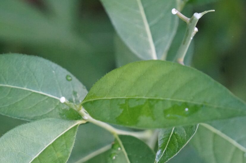 Amsonias are in the Dogbane (Apocynaceae) family and exude a milky sap with an unpleasant taste that deters deer and rabbits from nibbling on the plants.