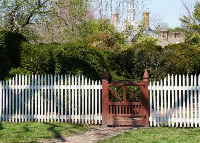 an-american-boxwood-towers-over-a-fence-in-william An American boxwood towers over a fence in Williamsburg, VA.