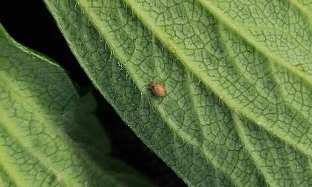 Question of the Week – Parasitized Aphid