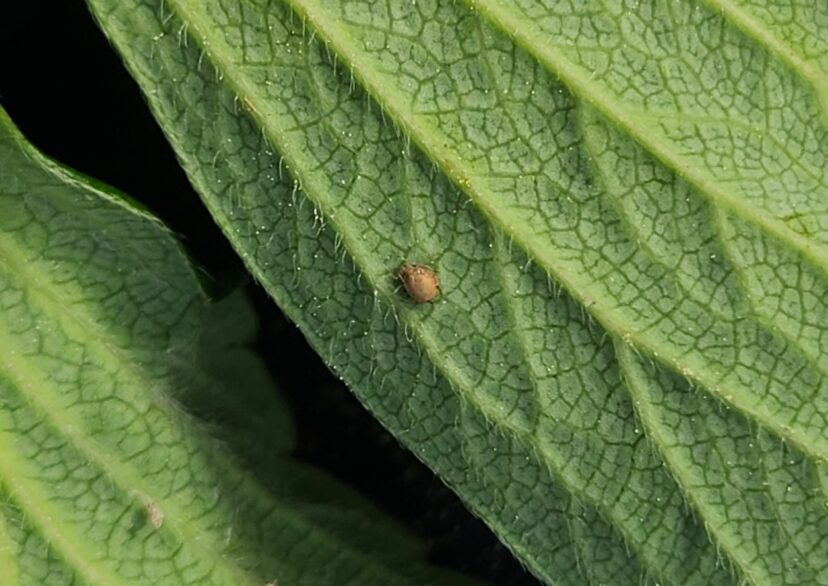 Aphid “mummy,” the lifeless body of an aphid that has been parasitized by a parasitoid wasp.