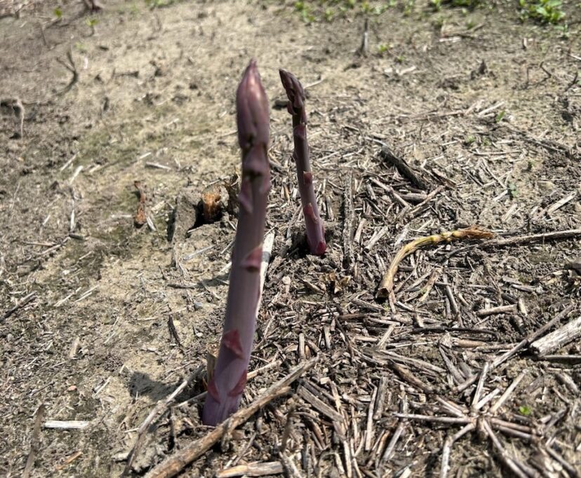 Asparagus looks good in the Lowcountry. Make sure to leave anything smaller in width than a pencil to grow for next year.