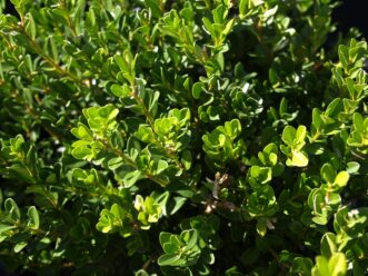 Baby Gem™ boxwood ((B. microphylla 'Gregem’ PP21159) has bright green rounded leaves.