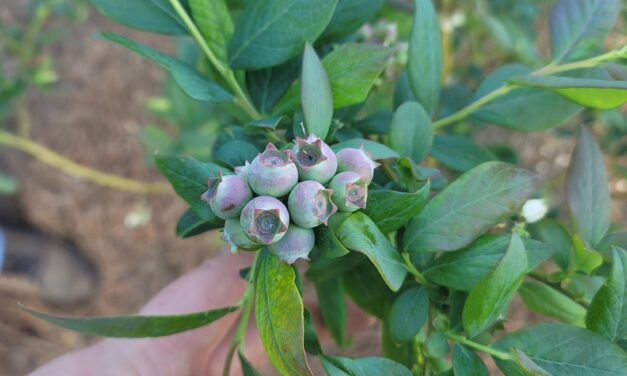SC Fruit and Vegetable Field Report – April 1, 2024