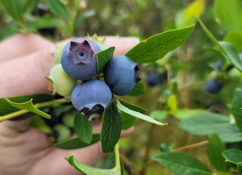 Blueberries are looking great. (P. Carnley)