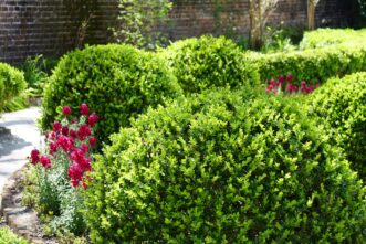 Boxwood (Buxus species) are popular for formal gardens.