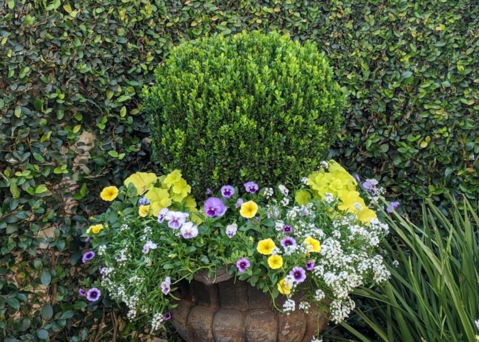 boxwood-clipped-into-a-round-topiary-form-and-unde Boxwood clipped into a round topiary form and underplanted with flowers in a large planter.