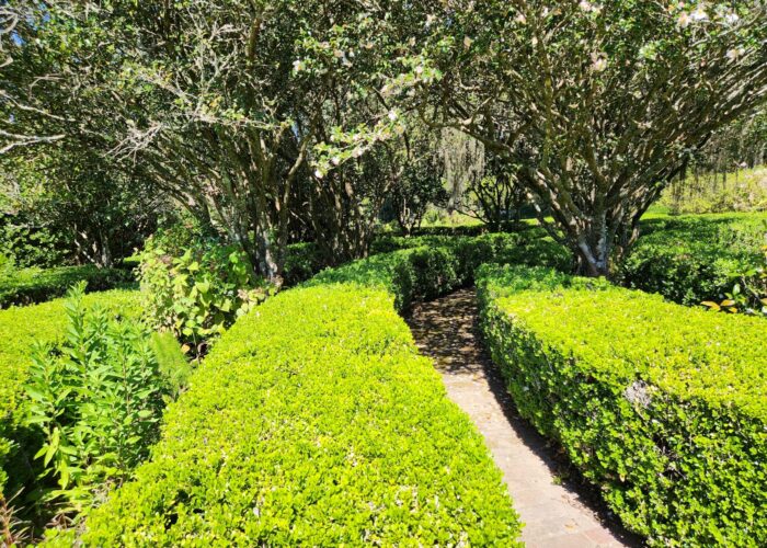 boxwood-hedges-form-a-maze- Boxwood hedges form a maze.