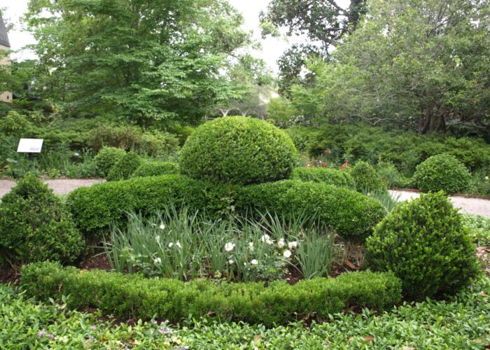 boxwood-in-a-formal-garden-clipped-into-topiary-fo Boxwood in a formal garden clipped into topiary forms and hedges.