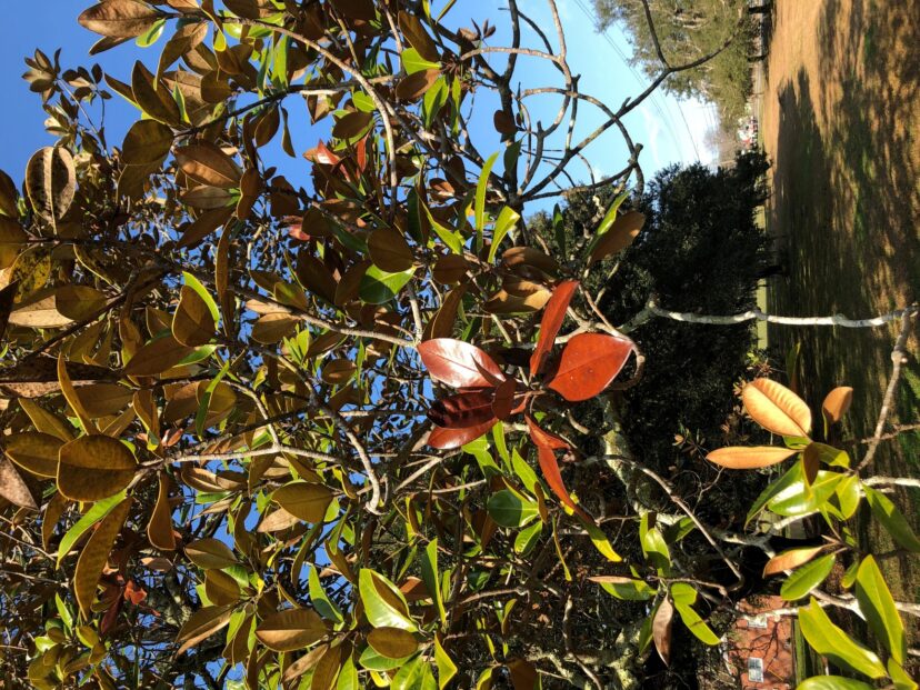 Branch flagging on a magnolia tree caused by the black twig borer.