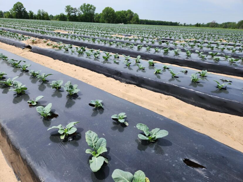 Broccoli is looking good.