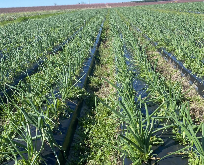 Bulb onions are almost ready to harvest.