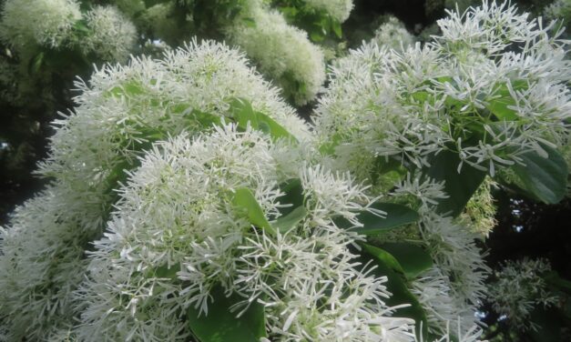 Chinese fringetree has huge billowing clusters of white flowers.