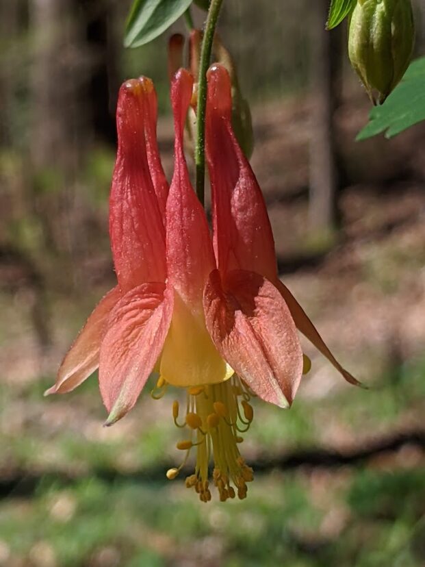 Columbine (Aquilegia canadensis).