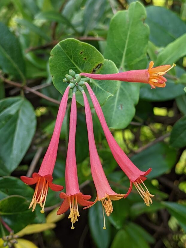 Coral honeysuckle (Lonicera sempervirons).