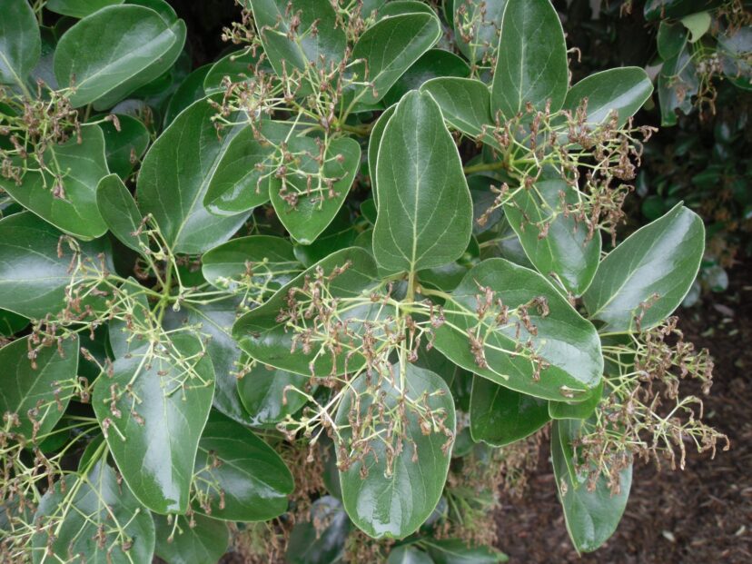 Dark green glossy leaves of Chinese fringetree.