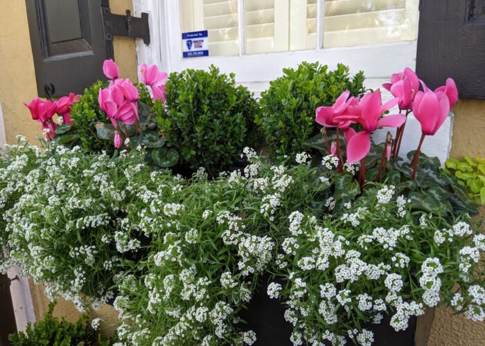 dwarf-boxwood-planted-in-a-window-box-with-cyclame Dwarf boxwood planted in a window box with cyclamen and sweet alyssum.