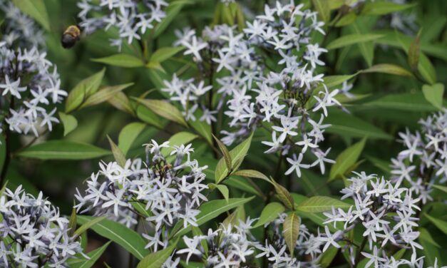Eastern Bluestar has blue star-shaped flower clusters that bloom in April and May.