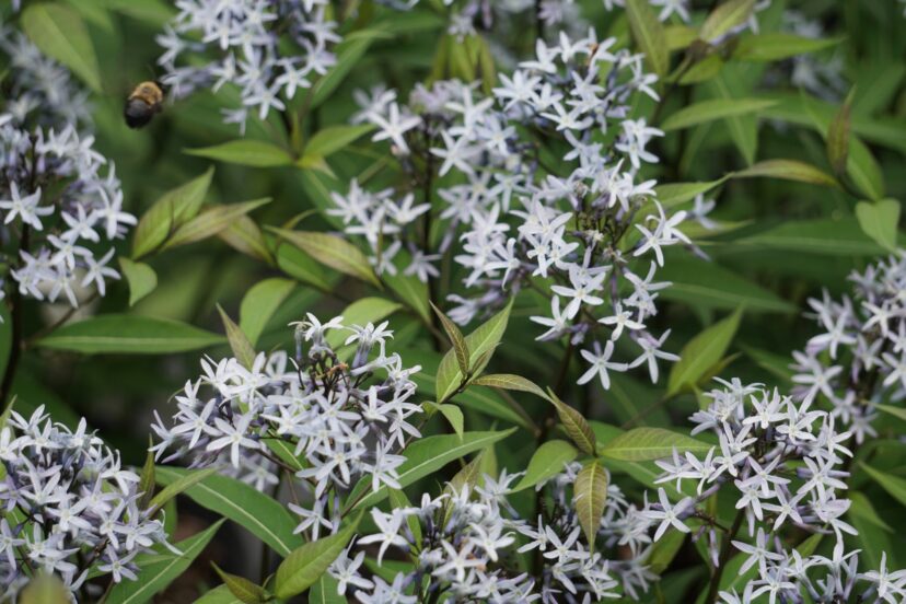 Eastern Bluestar has blue star-shaped flower clusters that bloom in April and May.