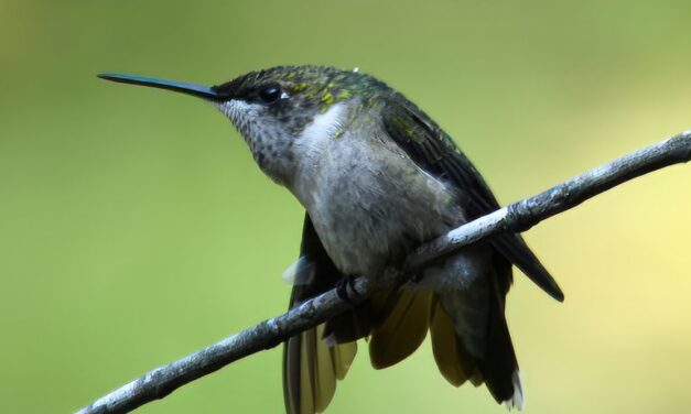 Do You Love Hummingbirds?